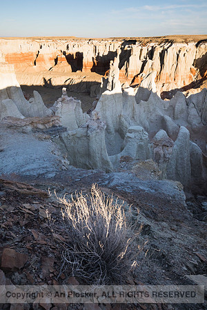 "Burning Bush" at Coal Mine Canyon (No. 2349)