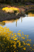 Brittlebush and last light reflection, Lake Pleasant