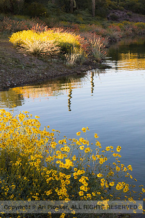 Brittlebush and last light reflection, Lake Pleasant