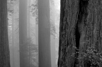 Redwoods In The Fog (No. 227)