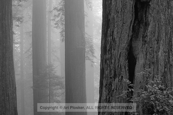 Redwoods In The Fog (No. 227)