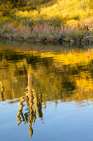 Saguaro Reflection in Lake Pleasant (No. 2009)