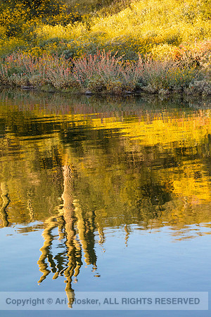 Saguaro Reflection in Lake Pleasant (No. 2009)