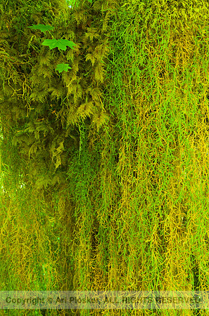 Living Veil