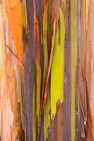 Mindanao Gum abstract (No. 5180)