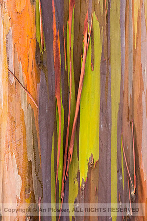 Mindanao Gum abstract (No. 5180)