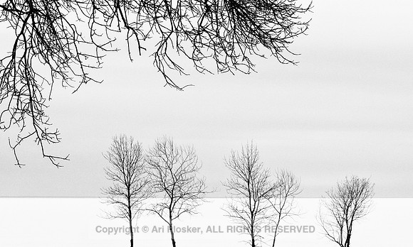 WInter Trees 2 at Beachside Park (No. 473)