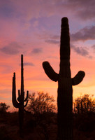 Multicolor Sunset and Saguaros
