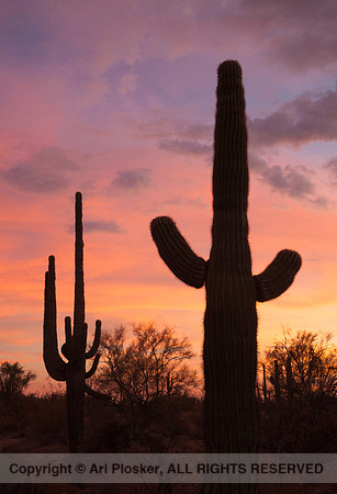 Multicolor Sunset and Saguaros