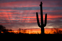 Organ Pipe National Monument