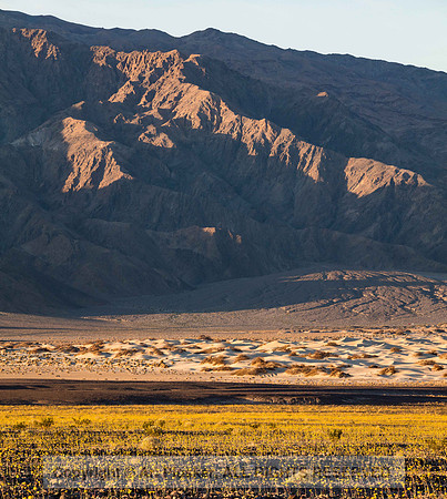 Death Valley Superbloom (No. 6490)