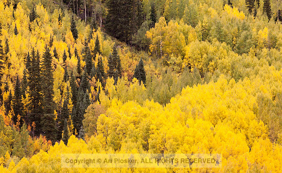 Aspen Abstract