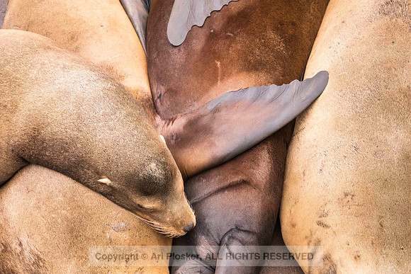 Sea Lion Abstract