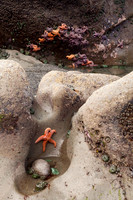 Starfish