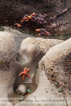 Starfish