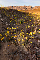 Death Valley Superbloom (No. 4415)