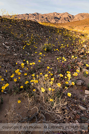 Death Valley Superbloom (No. 4415)