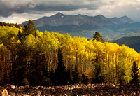 Aspens, Colorado (No. 166)