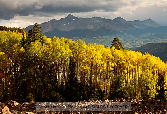 Aspens, Colorado (No. 166)