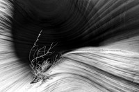 Secret Canyon No. 9067