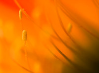 Echinopsis Hybrid Flying Saucer Detail (No. 137)