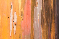 Mindanao Gum abstract (No. 4870)