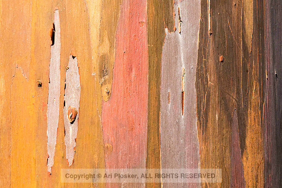 Mindanao Gum abstract (No. 4870)