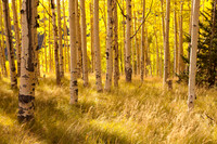 Backlit Aspens and Grass