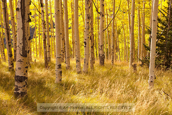 Backlit Aspens and Grass
