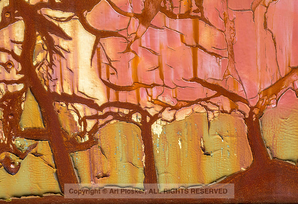 Fall Trees