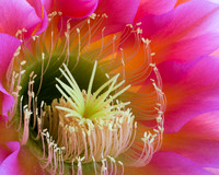Echinopsis Hybrid Flying Saucer (No. 46)