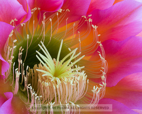 Echinopsis Hybrid Flying Saucer (No. 46)