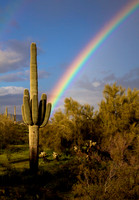 Saguaro and Rainbow (No. 20)