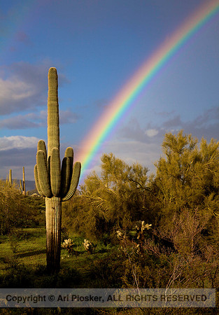 Saguaro and Rainbow (No. 20)