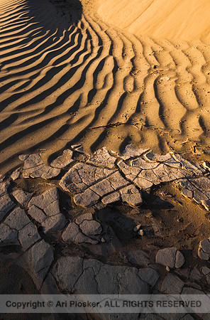 Mudflat and Dune (No. 235)