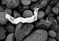Driftwood, Crescent City Beach