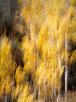 Aspen Painting No. 32