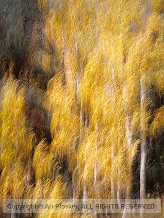 Aspen Painting No. 32