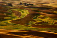 View From Steptoe Butte, Detail (No. 307)