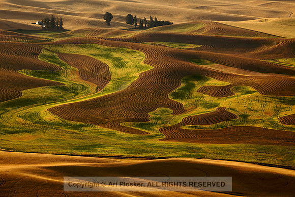 View From Steptoe Butte, Detail (No. 307)