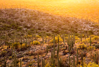 Sunset at Saguaro National Park, East