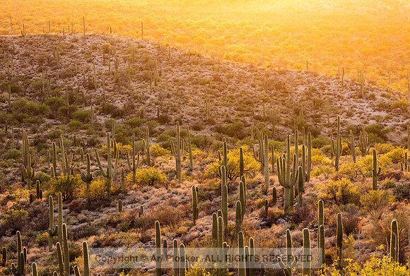Sunset at Saguaro National Park, East