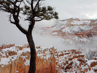 Bryce Canyon and Fog No. 230