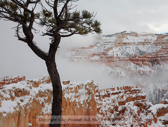 Bryce Canyon and Fog No. 230