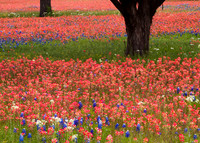 Texas Hill Country (No. 74)