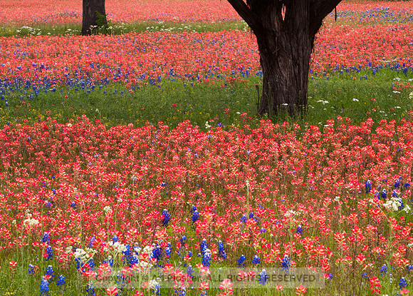 Texas Hill Country (No. 74)