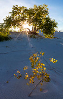 Backlit Cottonwoods, White Sands National Monument