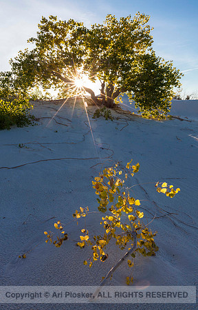 Backlit Cottonwoods, White Sands National Monument