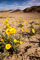 Death Valley Superbloom (No. 9275)