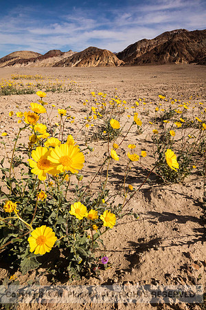 Death Valley Superbloom (No. 9275)